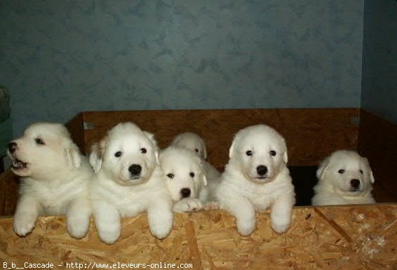 Photo de Chien de montagne des pyrnes