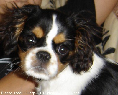 Photo de Cavalier king charles spaniel