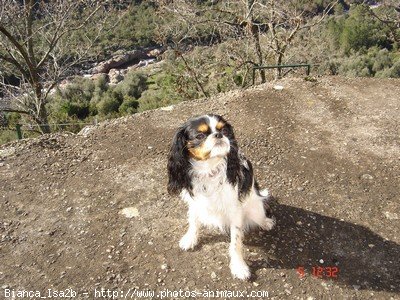 Photo de Cavalier king charles spaniel