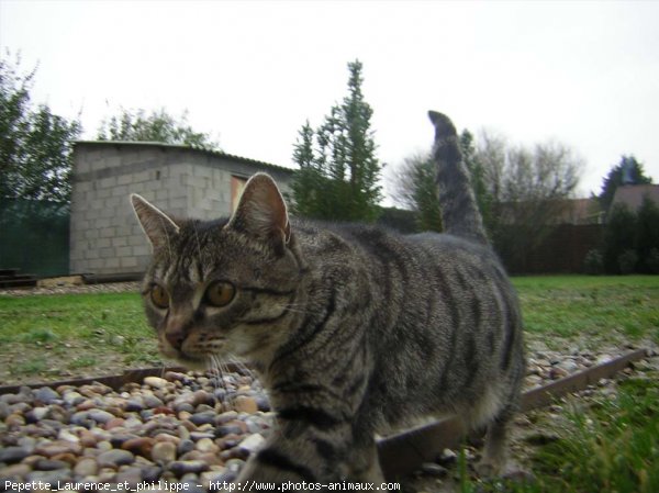 Photo de Chat domestique