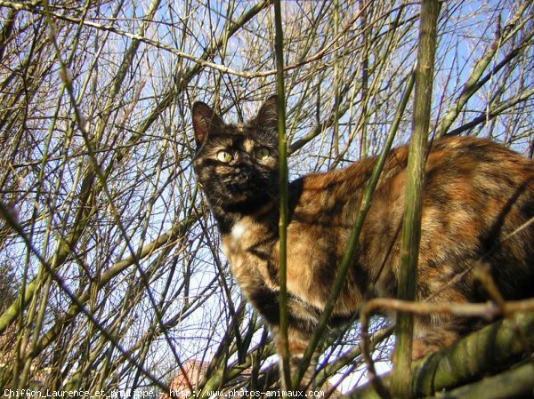 Photo de Chat domestique