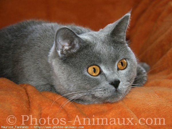 Photo de British shorthair