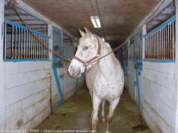 Photo d'Appaloosa