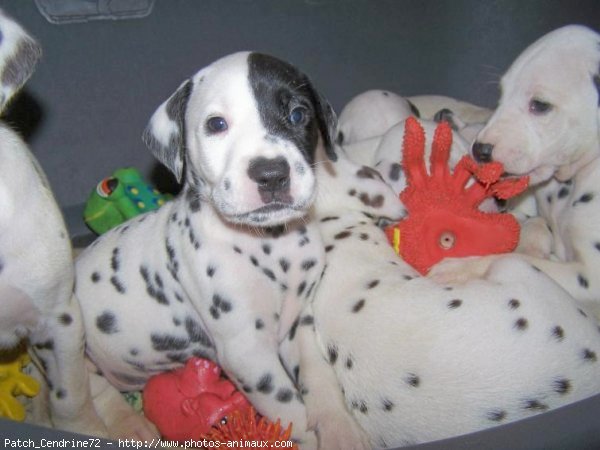 Photo de Dalmatien