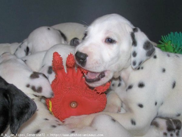 Photo de Dalmatien