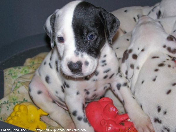 Photo de Dalmatien