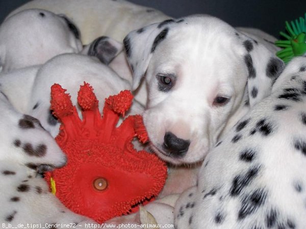 Photo de Dalmatien