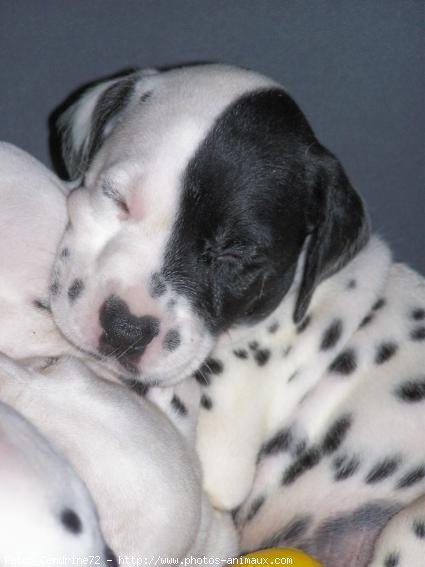 Photo de Dalmatien