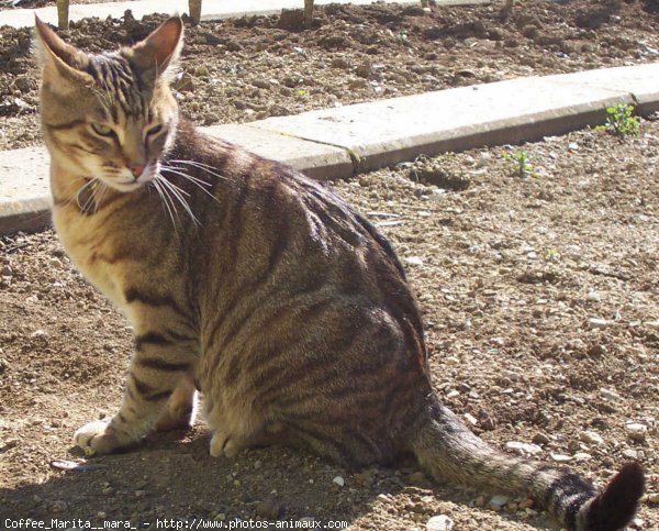 Photo de Chat domestique