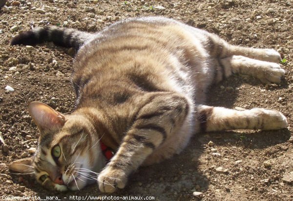 Photo de Chat domestique