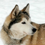 Photo de Husky siberien