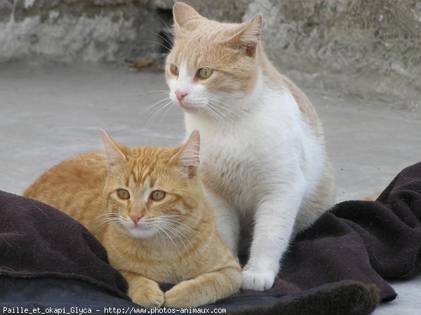 Photo de Chat domestique