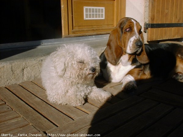 Photo de Races diffrentes