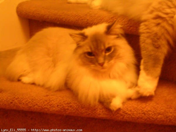 Photo de Ragdoll