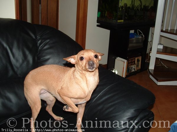 Photo de Pinscher nain