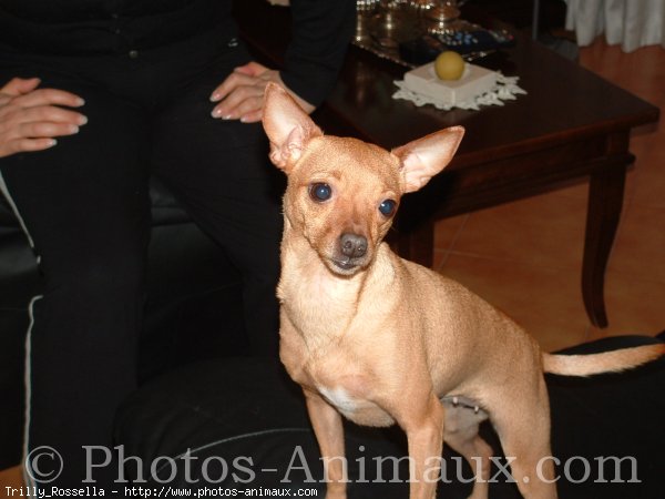 Photo de Pinscher nain