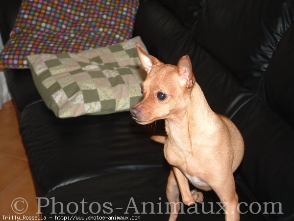 Photo de Pinscher nain