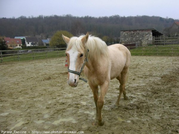 Photo de Palomino