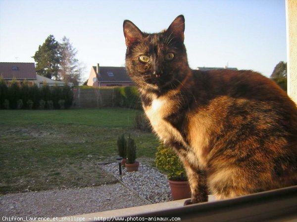 Photo de Chat domestique