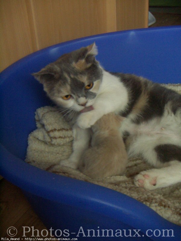 Photo de Scottish fold