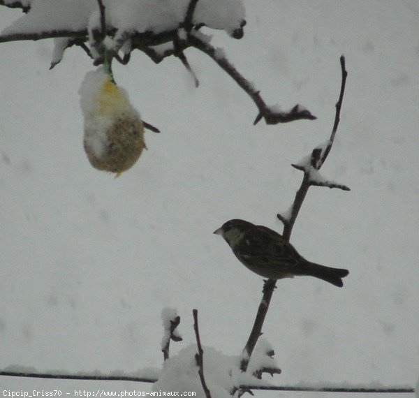 Photo de Races diffrentes