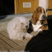 Photo de Races diffrentes