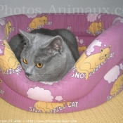 Photo de Chartreux