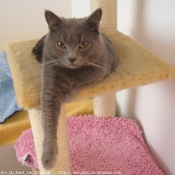 Photo de Chartreux