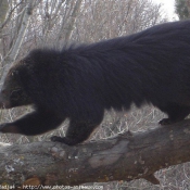 Photo de Binturong