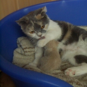 Photo de Scottish fold