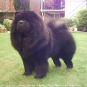 Photo de Chow chow