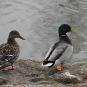 Photo de Canard