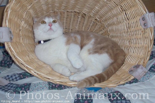 Photo de Scottish fold