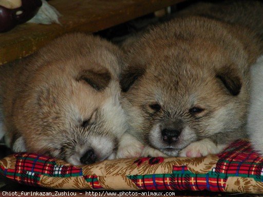 Photo d'Akita inu