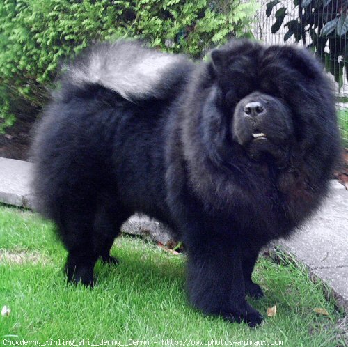 Photo de Chow chow