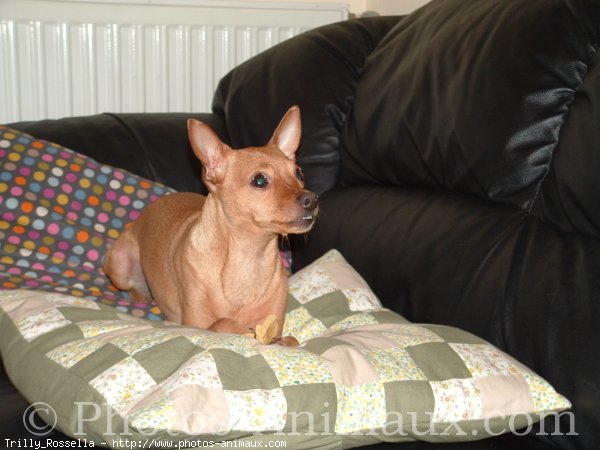 Photo de Pinscher nain