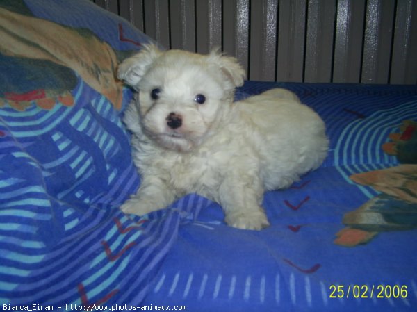 Photo de Bichon maltais