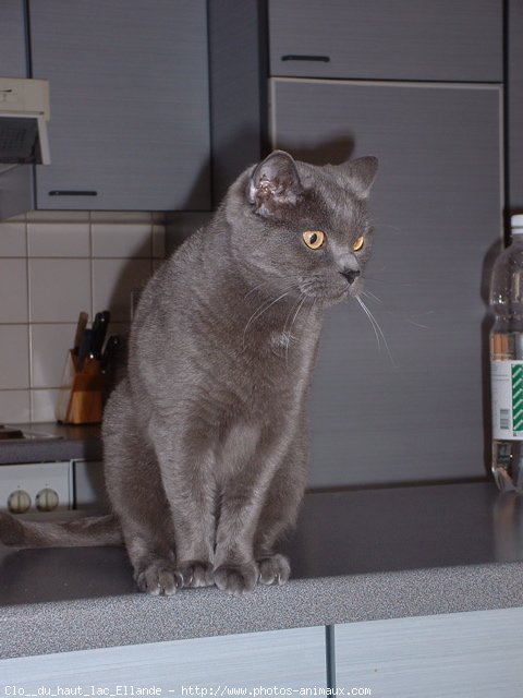 Photo de Chartreux