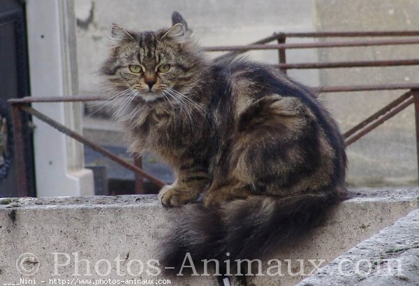 Photo de Croisement