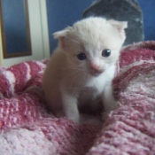 Photo de Scottish fold