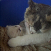 Photo de Scottish fold