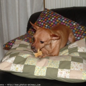 Photo de Pinscher nain