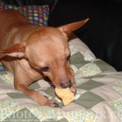 Photo de Pinscher nain