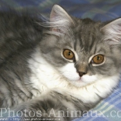 Photo de British longhair