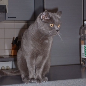 Photo de Chartreux