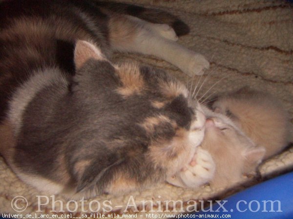 Photo de Scottish fold