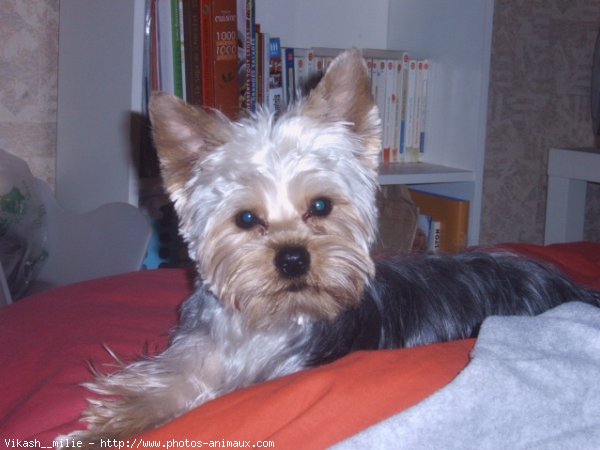 Photo de Yorkshire terrier