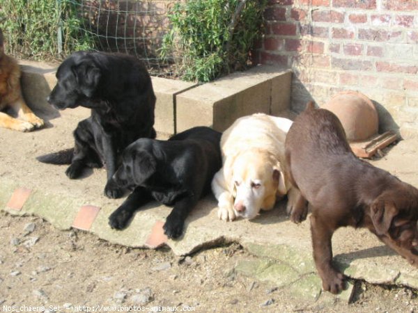 Photo de Labrador retriever