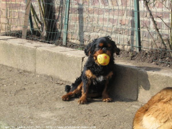 Photo de King charles spaniel