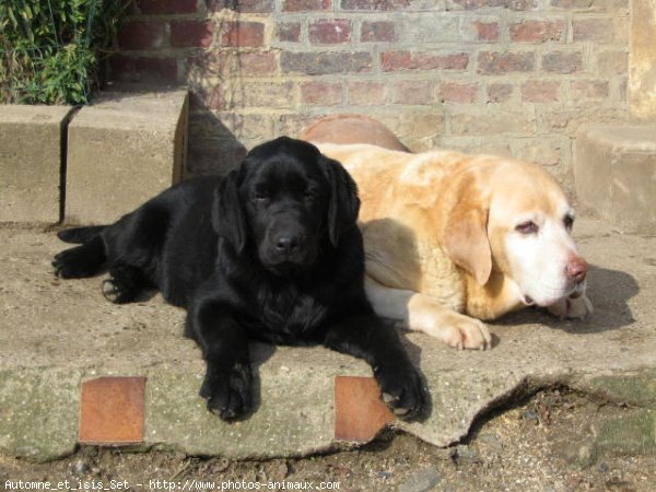 Photo de Labrador retriever